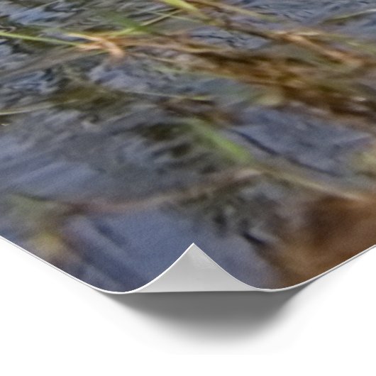 Little Egret Poster (Ecke)