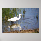 Little Egret Poster (Vorne)