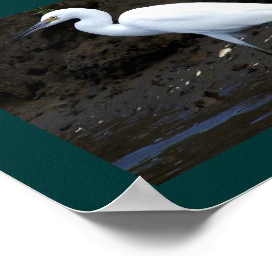 Little Egret Print Poster (Ecke)