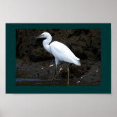 Little Egret Print Poster (Vorne)