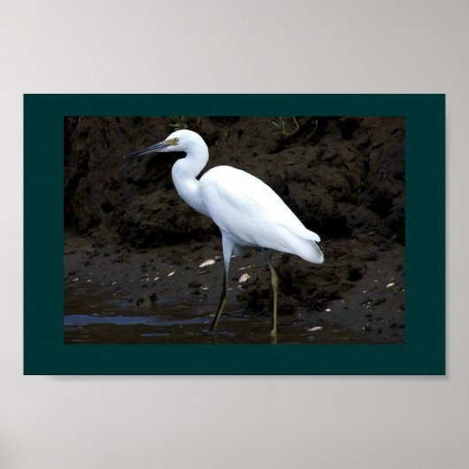 Little Egret Print Poster (Vorne)