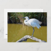 Little Eret auf dem Ast Postkarte (Vorne/Hinten)