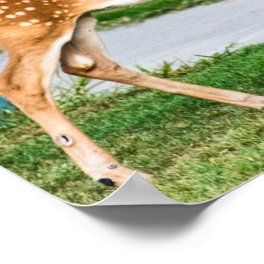 Little Fawn Poster (Ecke)