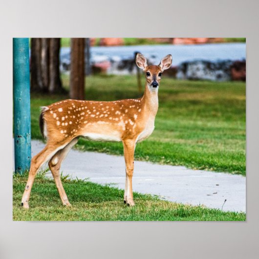 Little Fawn Poster (Vorne)