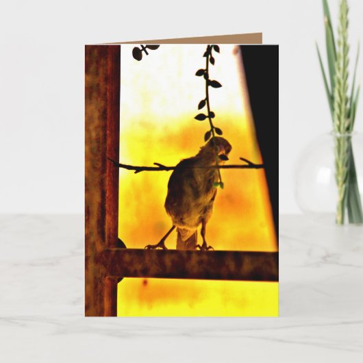 Little Finch Karte (Vorderseite)