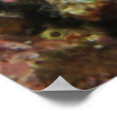 Little Frogfish Poster (Ecke)