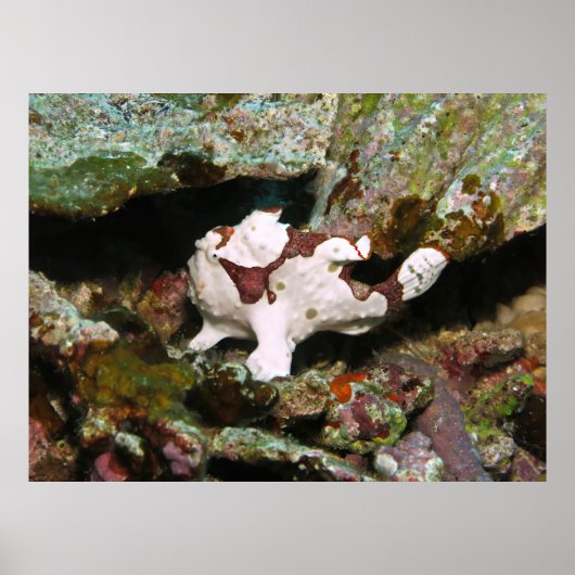 Little Frogfish Poster (Vorne)