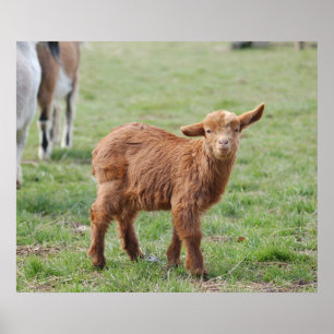 Little Goat ~ Zicklein ~ kleine Ziege Poster