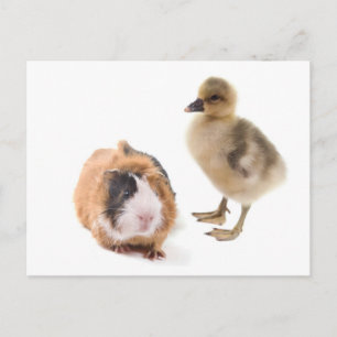 Little Goose and Guinea Pig Postkarte