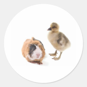 Little Goose and Guinea Pig Runder Aufkleber