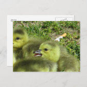 Little Goose Postkarte (Vorne/Hinten)