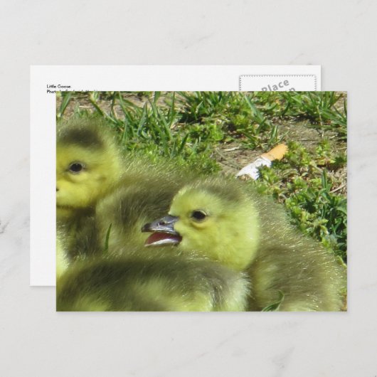 Little Goose Postkarte (Vorne/Hinten)