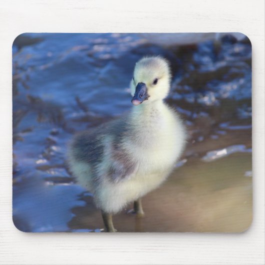 Little Gosling Mousepad (Vorne)