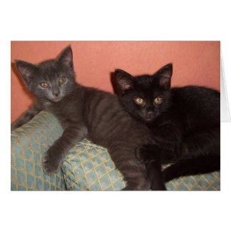 Little Gray and Little Black