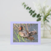 Little Grebes Postkarte (Stehend Vorderseite)
