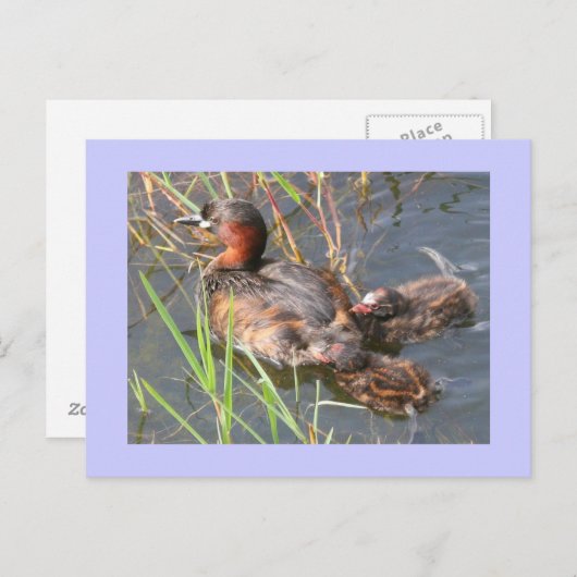 Little Grebes Postkarte (Vorne/Hinten)
