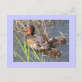 Little Grebes Postkarte (Vorderseite)