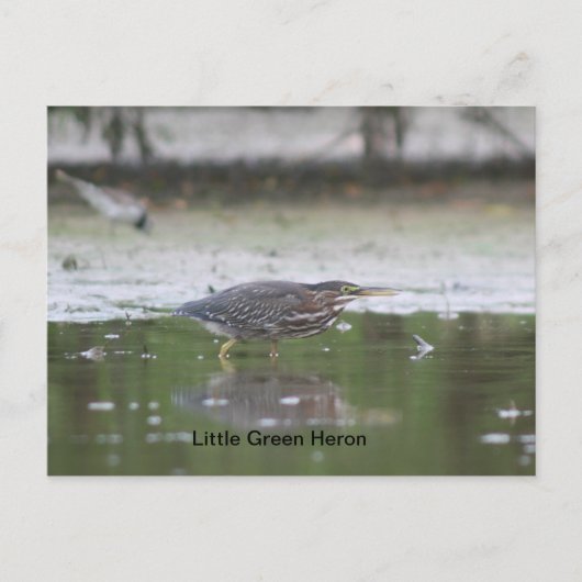 Little Green Heron Postkarte (Vorderseite)