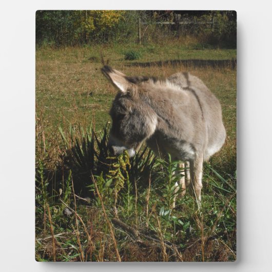 Little Grey Donkey w/Wildblumen Fotoplatte (Vorderseite)
