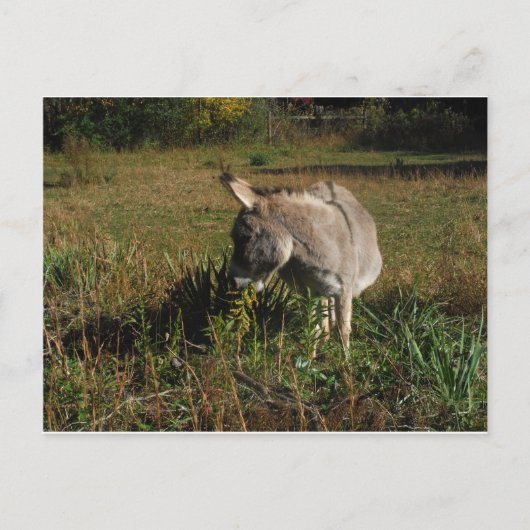 Little Grey Donkey w/Wildblumen Postkarte (Vorderseite)
