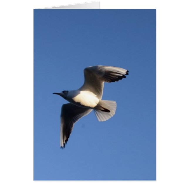 Little Gull (Vorne)