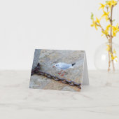 Little Gull Big Chain St Ives Cornwall England Karte (Gelbe Blume)