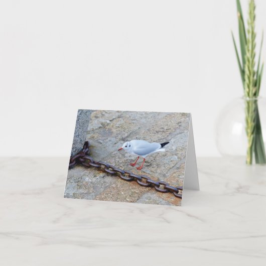 Little Gull Big Chain St Ives Cornwall England Karte (Vorderseite)
