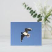 Little Gull Postkarte (Stehend Vorderseite)