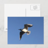 Little Gull Postkarte (Vorne/Hinten)