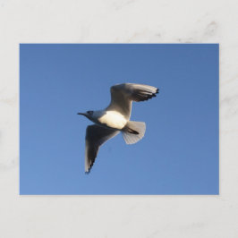 Little Gull Postkarte