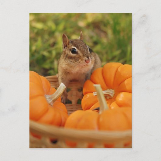 Little Harvest Chipmunk Postkarte (Vorderseite)