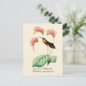 Little Hermit Hummingbird Art Postcard Postkarte (Stehend Vorderseite)