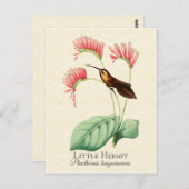 Little Hermit Hummingbird Art Postcard Postkarte (Vorne/Hinten)