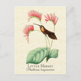 Little Hermit Hummingbird Art Postcard Postkarte