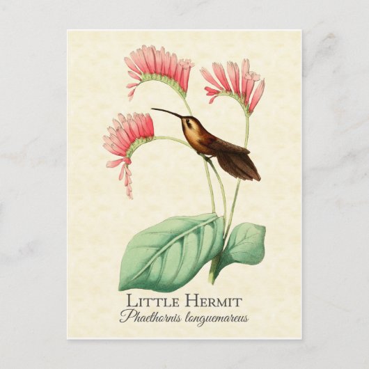 Little Hermit Hummingbird Art Postcard Postkarte (Vorderseite)