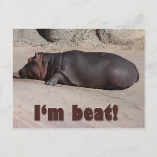 Little Hippo erzählt alle Postkarte