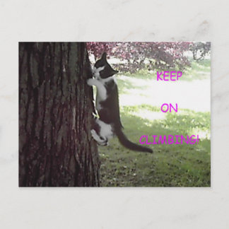 Little Kitten Big Tree Postcard Postkarte