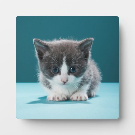 Little Kitten Fotoplatte (Vorderseite)