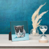 Little Kitten Fotoplatte (InSitu)