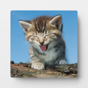 Little Kitten in einem Baum Fotoplatte