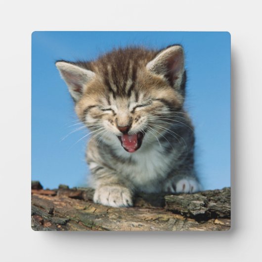 Little Kitten in einem Baum Fotoplatte (Vorderseite)