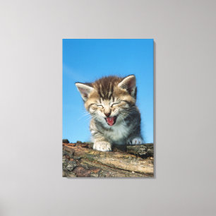 Little Kitten in einem Baum Leinwanddruck