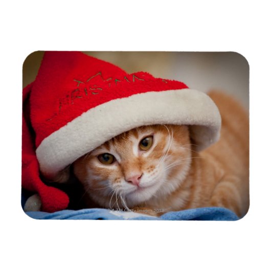 Little Kitten in Red Christmas Hat Magnet (Horizontal)