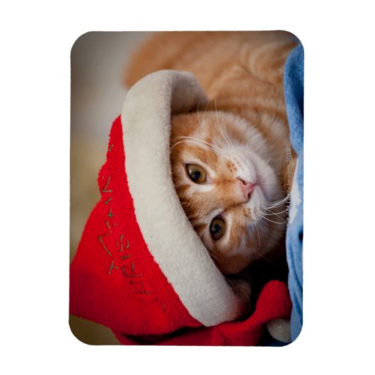 Little Kitten in Red Christmas Hat Magnet (Vertikal)