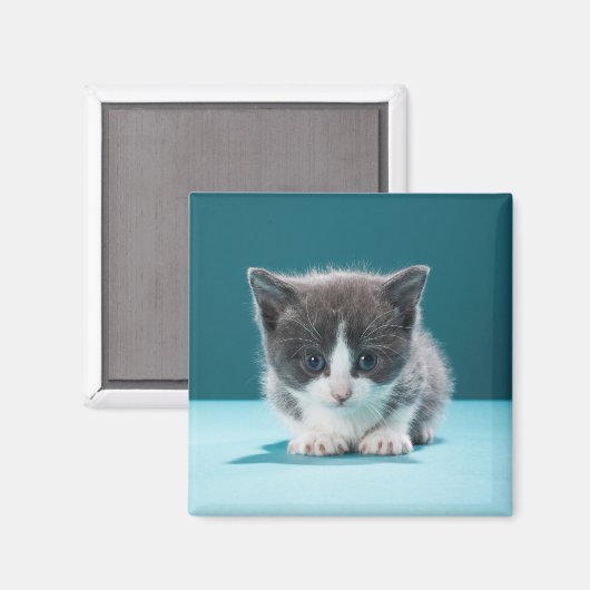 Little Kitten Magnet (Vorderseite/Rückseite)
