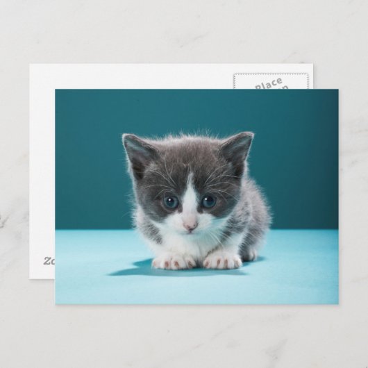 Little Kitten Postkarte (Vorne/Hinten)