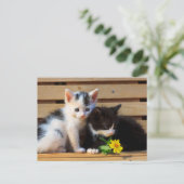 Little Kittens Blume Postkarte (Stehend Vorderseite)