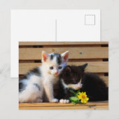 Little Kittens Blume Postkarte (Vorne/Hinten)