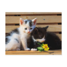 Little Kittens Blume