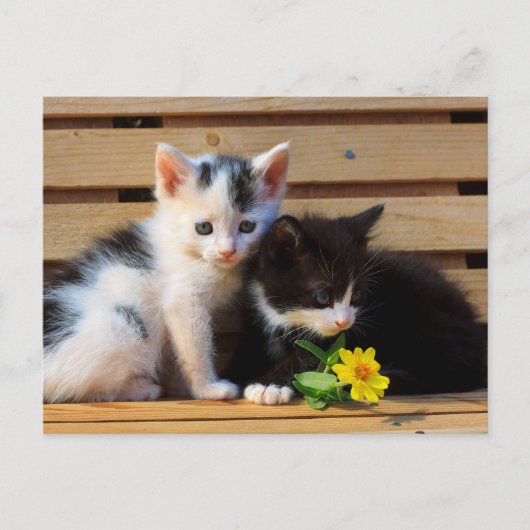 Little Kittens Blume Postkarte (Vorderseite)